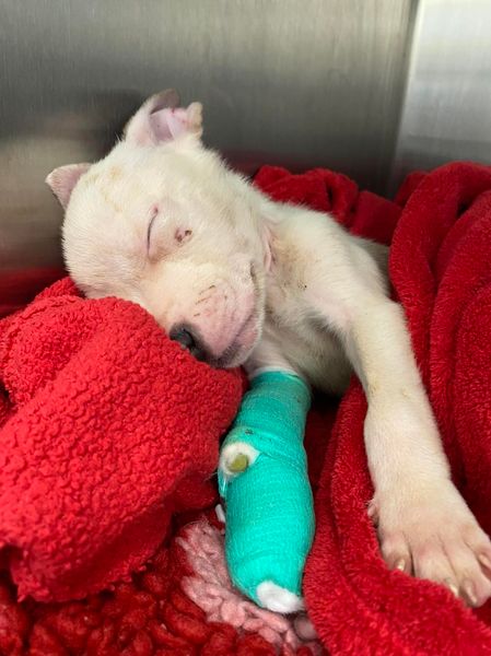 Giving abandoned and unwanted dogs a second chance